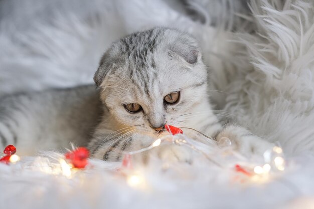 Christmas cat Cute scottish fold kitten and christmas garland on white fluffy plaid