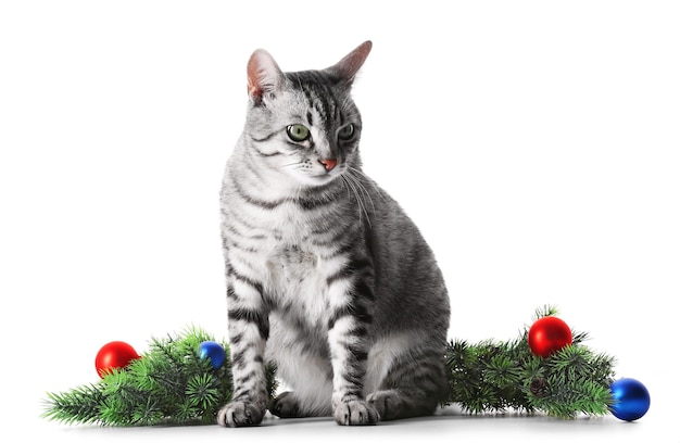 Christmas cat isolated on white