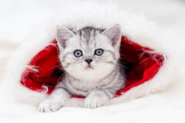 Christmas cat Little curious funny striped kitten in Christmas red Santa hat on white background