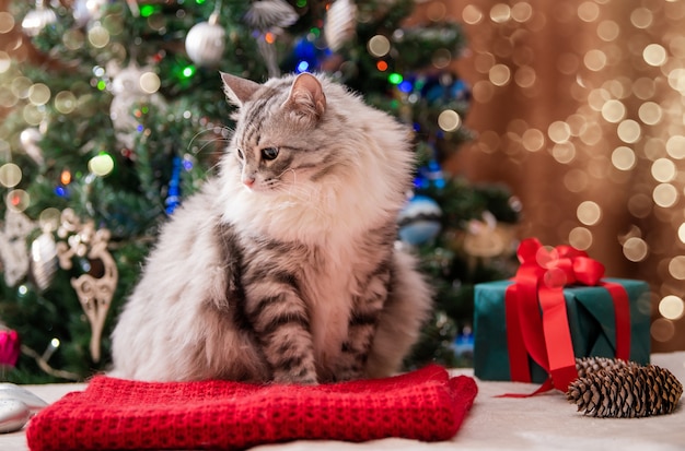 Christmas cat. Portrait of a fat fluffy cat next to a gift box on the background of a Christmas tree and lights of garlands.