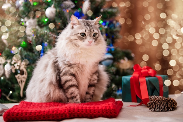 Christmas cat. Portrait of a fat fluffy cat next to a gift box on the background of a Christmas tree and lights of garlands.