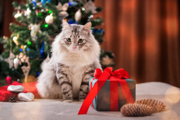 Christmas cat Portrait of fat fluffy cat next to gift box