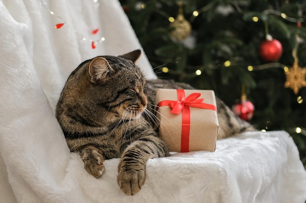 Christmas cat Tabby cat with a Christmas present on the background of a Christmas tree