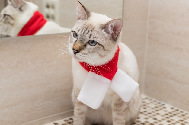 Christmas cat wearing red scarf and sitting on bathroom counter Bathing pet care and hygiene