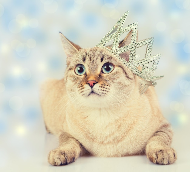 Christmas concept Cat with crown