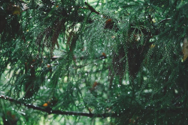 Christmas concept. Green Spruce With Drops Of Dew. Morning Dew On A Green Spruce.