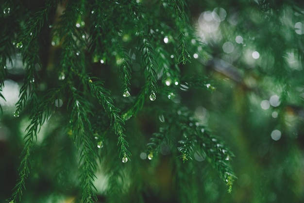 Christmas concept. Green Spruce With Drops Of Dew. Morning Dew On A Green Spruce.