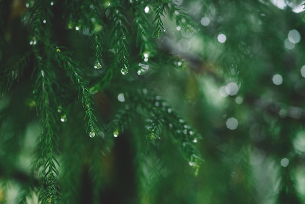 Christmas concept. Green Spruce With Drops Of Dew. Morning Dew On A Green Spruce.