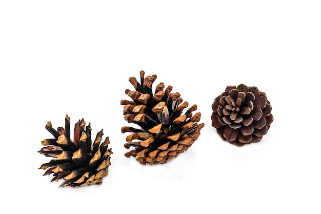 Christmas cones with a branch on a white backgroundChristmas tree branch with cones on a white background closeupBeautiful branch of a coniferous pine tree with fruit cones on a white background