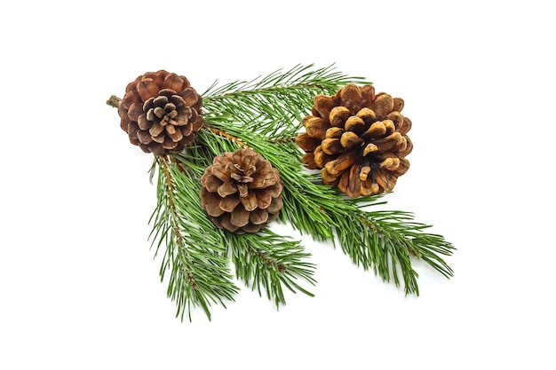 Christmas cones with a branch on a white backgroundChristmas tree branch with cones on a white background closeupBeautiful branch of a coniferous pine tree with fruit cones on a white background