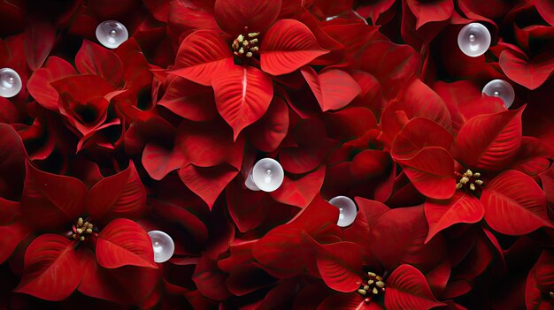 Christmas Day Poinsettias Colourfull Backdrop