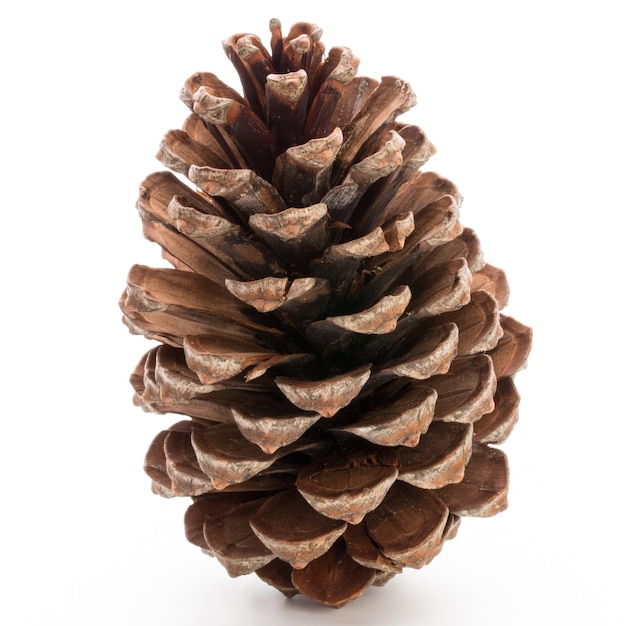 Christmas decor,  pine cone on white background