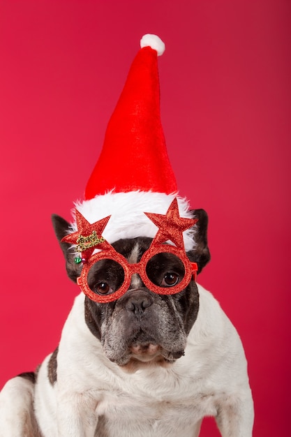 Christmas dog with funny sunglasses