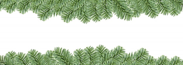 Christmas evergreen fir tree frame, isolated on white background