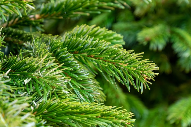 Christmas festive background with copy space. Close up of natural fur tree branch. New year poster for design.