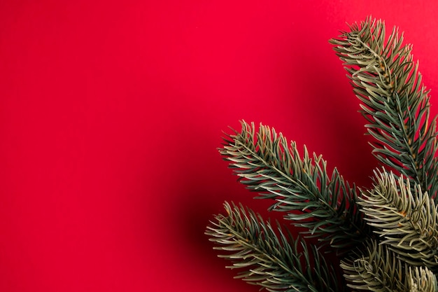 Christmas fir tree branches on a red background