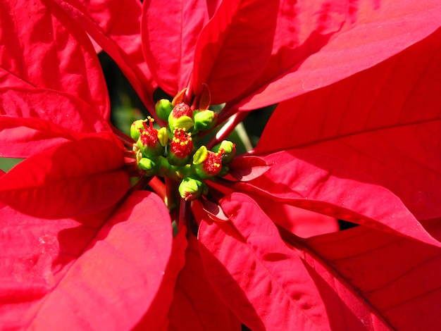 Christmas Flower