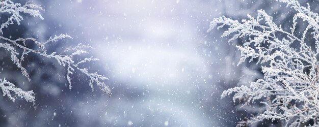 Christmas holiday background. Snow-covered plant branches on a magical blurred background during a snowfall, copy space, panorama