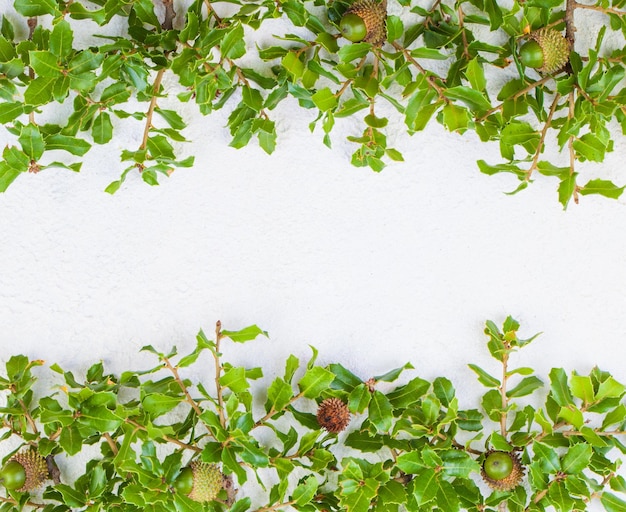 Christmas holly leaves garland on white stucco background texture