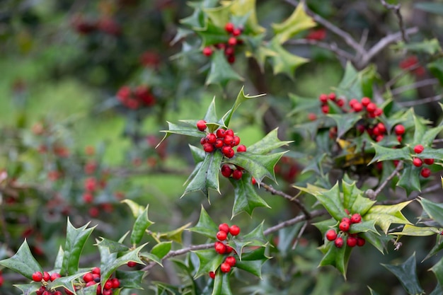 Christmas Holly red berries Ilex aquifolium plant Holly green foliage with mature red berries Ilex aquifolium or Christmas holly Green leaves and red berry Christmas holly close up card