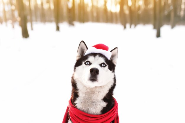 Photo christmas husky dog in red scarf attire santa hat in snowy forest