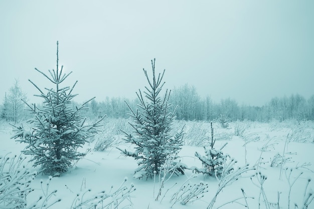 Christmas landscape with young fir trees and snow in a field