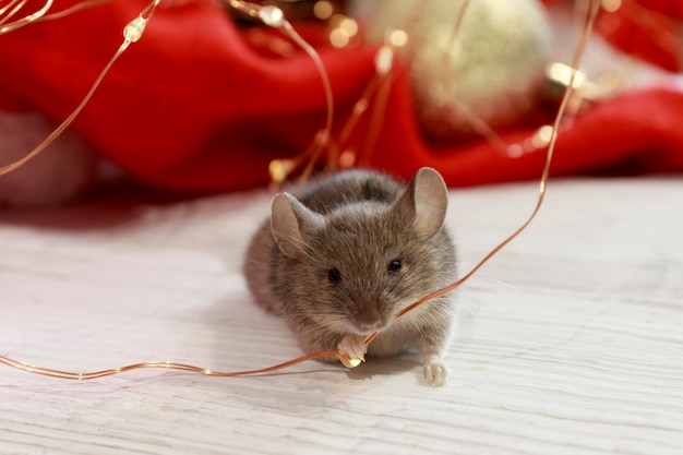 Christmas mouse Portrait of a cute little mouse playing with a garland of Christmas lights on a fest