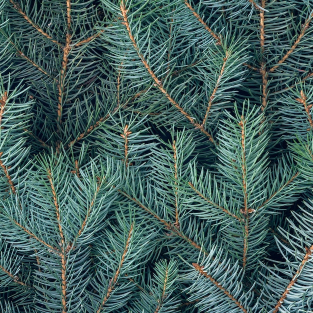 Christmas natural background and branches of a blue spruce.