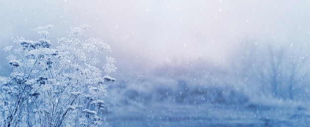 Christmas and New Year background with covered snow and frost plants in the forest in the morning during a snowfall