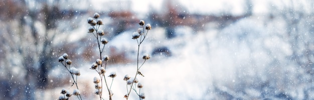 Christmas and New Year background with snow-covered plants during a snowfall. Atmospheric winter view, snowing