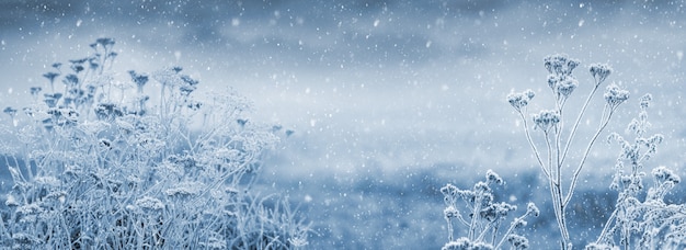 Christmas and New Year background with snow-covered thickets of plants during a snowfall, panorama