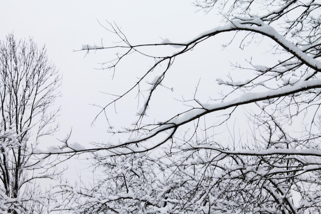 Christmas and New Year Beautiful branches covered with snow are pacified and calm