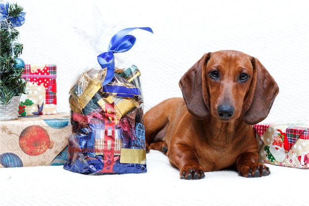 Photo christmas new year celebrating dachshund dog in holidays decorations