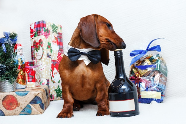 Photo christmas new year celebrating dachshund dog in holidays decorations