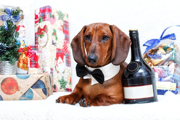 Photo christmas new year celebrating dachshund dog in holidays decorations