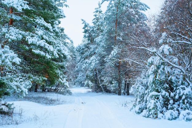 Christmas panorama winter forest of pine and spruce in the snow on the branches. landscape