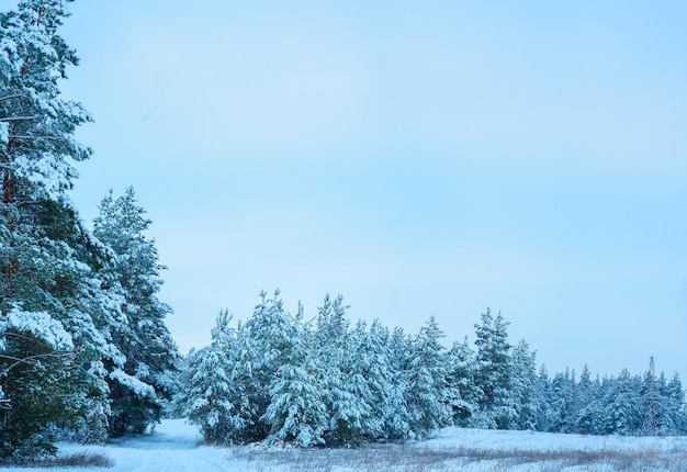 Christmas panorama winter forest of pine and spruce in the snow on the branches. landscape