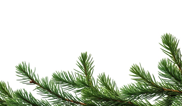 Christmas pine branch on white background with free space for text AI generated