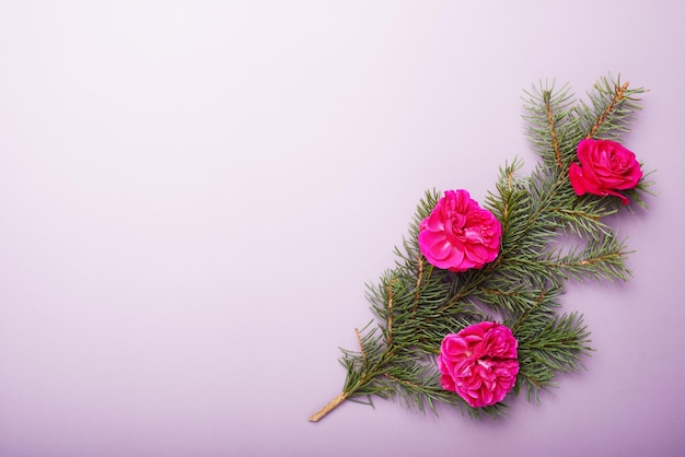 Christmas pine branches with red roses lilac background xmas concept