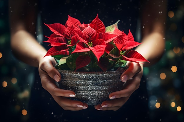 Christmas poinsettia flowers decoration in the hands of young woman on sparkling background Festive banner composition