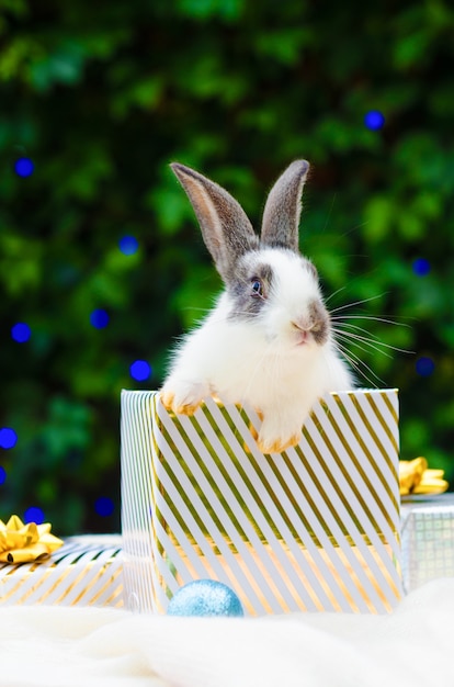 Christmas present with a pet rabbit