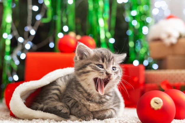 Christmas presents concept. Christmas cat with funny face in Santa Claus hat holding gift box under christmas tree. Adorable little tabby kitten, kitty, cat. Cozy home.Close up,copy space.