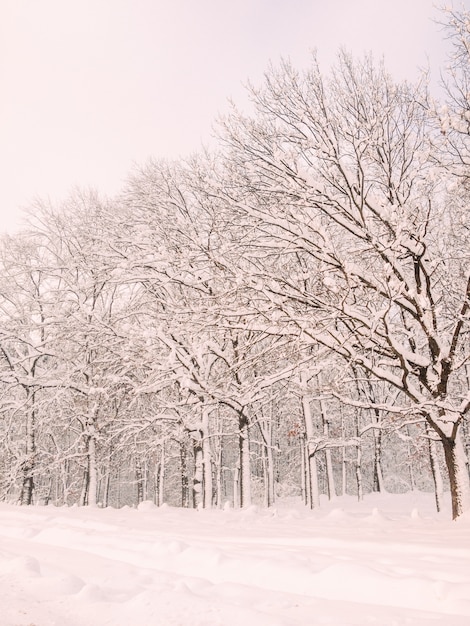 Christmas scene snow