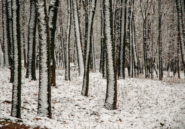 Christmas scene snow