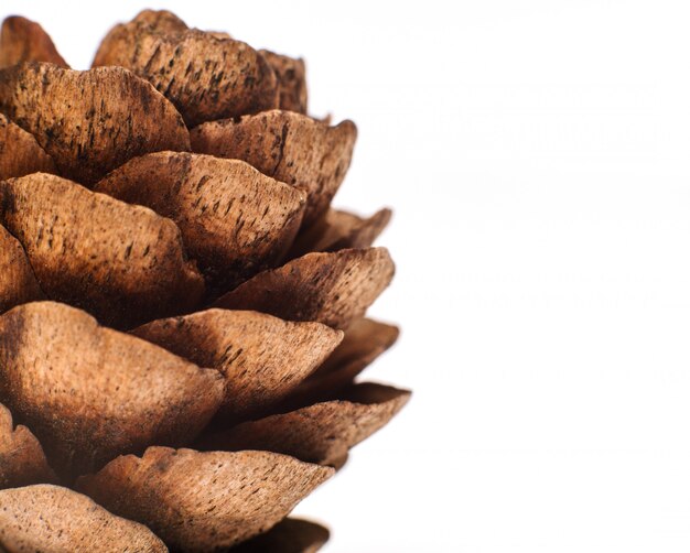 Christmas spruce cone. Brown cone on white background. Macro