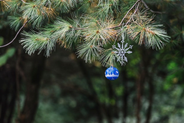 Christmas toys hanging on coniferous twig in forest 