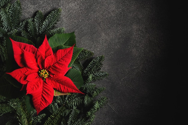 Christmas traditional flower on dark background