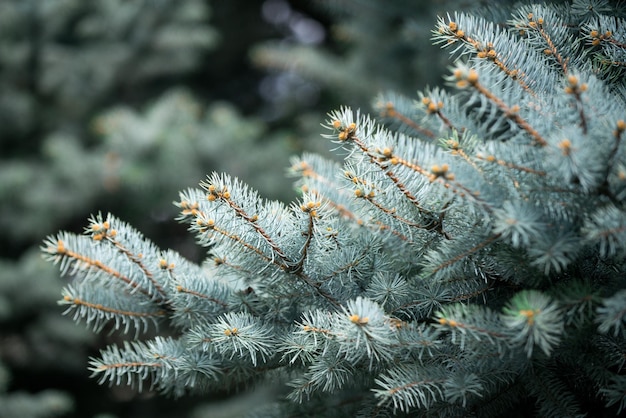 Christmas tree background from green fir tree branch fluffy young branch fir tree with needles