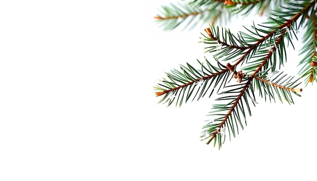 Christmas tree branch isolated on transparent for a Christmas decor Branches closeup Collection