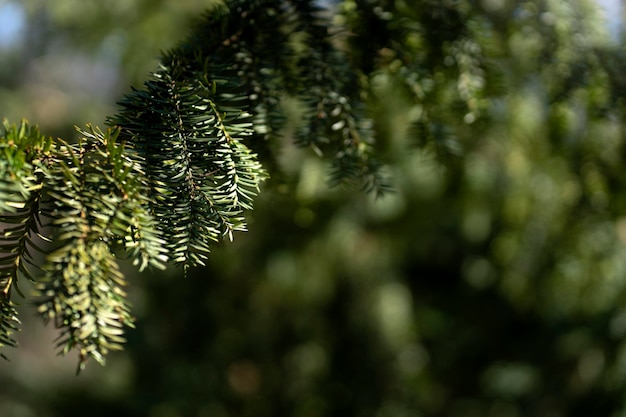 Christmas tree branch outdoors in park evergreen tree